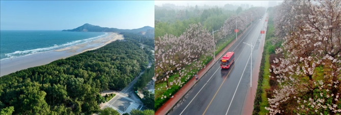 拼版照片：左圖為位于東山縣金鑾灣沿岸的木麻黃防護林帶（無人機照片，新華社記者 姜克紅 攝）；右圖為2021年4月20日在蘭考縣焦裕祿干部學院附近拍攝的泡桐花（無人機照片，新華社記者 郝源 攝）。