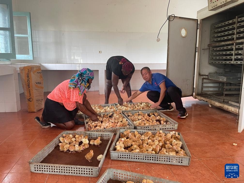 中國援圣普農(nóng)牧業(yè)技術(shù)項目組專家在圣多美和普林西比家禽繁育中心指導(dǎo)雛雞人工孵化技術(shù)（2024年10月8日攝）。新華社發(fā)（中國援圣普農(nóng)技組供圖）