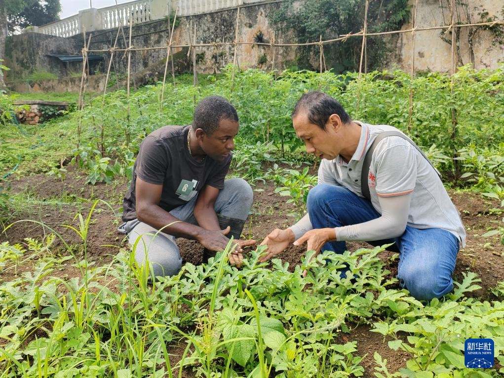 中國援圣普農(nóng)牧業(yè)技術(shù)項目組專家彭杰（右）在圣多美和普林西比的梅佐希大區(qū)指導(dǎo)蔬菜種植戶改善田間管理技術(shù)（2024年1月25日攝）。新華社發(fā)（中國援圣普農(nóng)技組供圖）