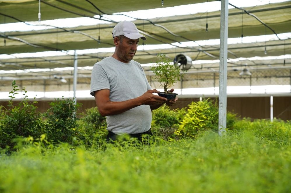 7月28日，在烏茲別克斯坦錫爾河州的上合組織農(nóng)業(yè)基地中烏現(xiàn)代農(nóng)業(yè)科技示范園，工作人員檢查盆栽植物。新華社發(fā)（扎法爾攝）