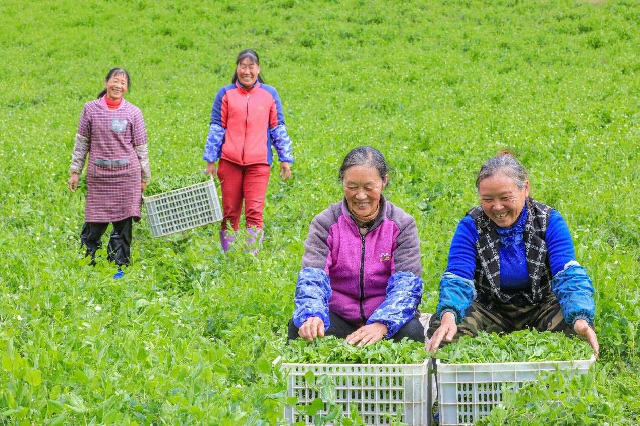 在四川省阿壩藏族羌族自治州馬爾康市馬爾康鎮(zhèn)納足村，當(dāng)季蔬菜喜獲豐收，群眾正在忙著采收、裝箱供應(yīng)市場(chǎng)。來(lái)源：人民圖片