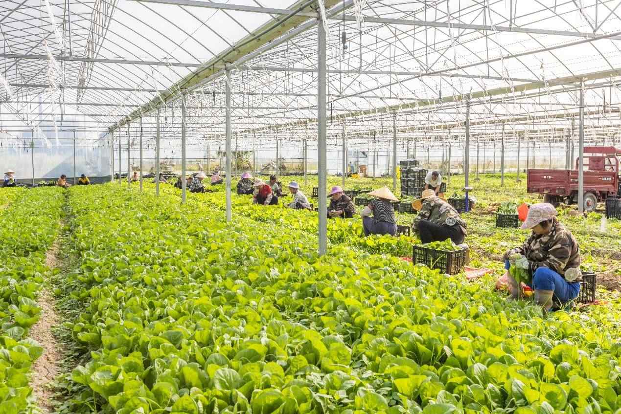 2024年10月8日，在廣西梧州市蒙山縣文圩鎮(zhèn)大明村一個(gè)大棚蔬菜基地內(nèi)，民工在采摘、包裝包心菜，準(zhǔn)備運(yùn)銷外地。來(lái)源：人民圖片
