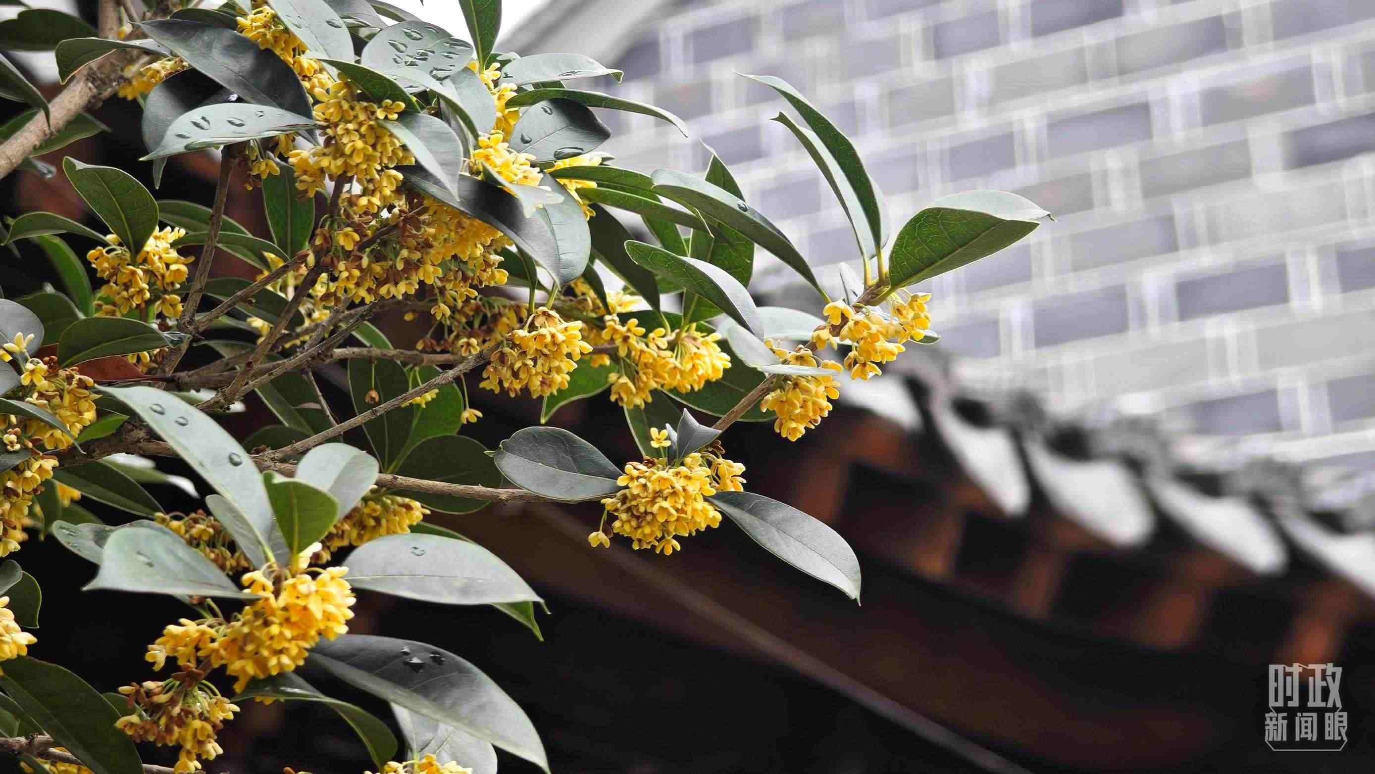 △六尺巷。（總臺央視記者趙化、彭漢明拍攝）