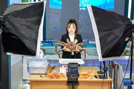 9月20日，在吉林省琿春市的帝王蟹保稅店內(nèi)，工作人員進(jìn)行網(wǎng)絡(luò)直播售賣帝王蟹。新華社記者 許暢 攝