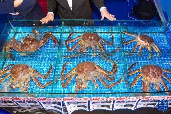 這是9月19日拍攝的吉林省琿春市一商家所售賣的帝王蟹。新華社記者 許暢 攝