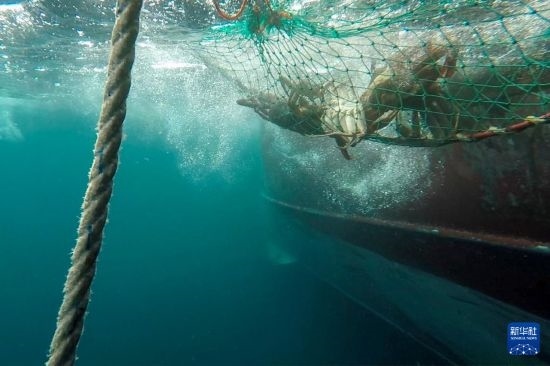 這是俄羅斯蟹業(yè)集團(tuán)的捕撈船進(jìn)行遠(yuǎn)洋捕撈的資料照片。新華社發(fā)（俄羅斯蟹業(yè)集團(tuán)供圖）