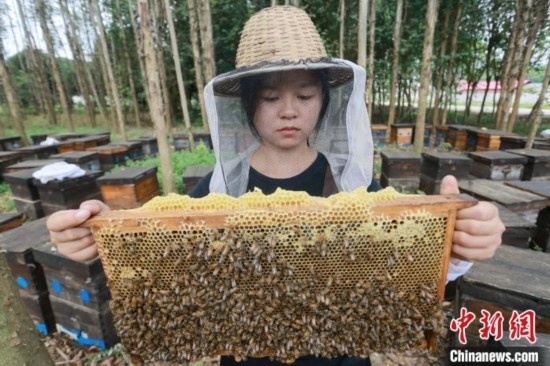 吳素英查看蜂蜜產(chǎn)蜜情況。湯曉逵 攝