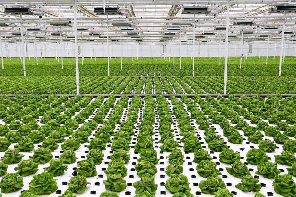 10月26日，楊凌智慧農業(yè)示范園智慧溫室內通過無土栽培技術種植的蔬菜。新華社記者 鄒競一 攝