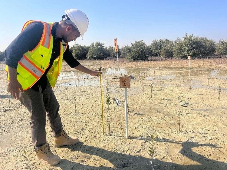 工作人員在監(jiān)測紅樹苗生長情況。中國土木供圖