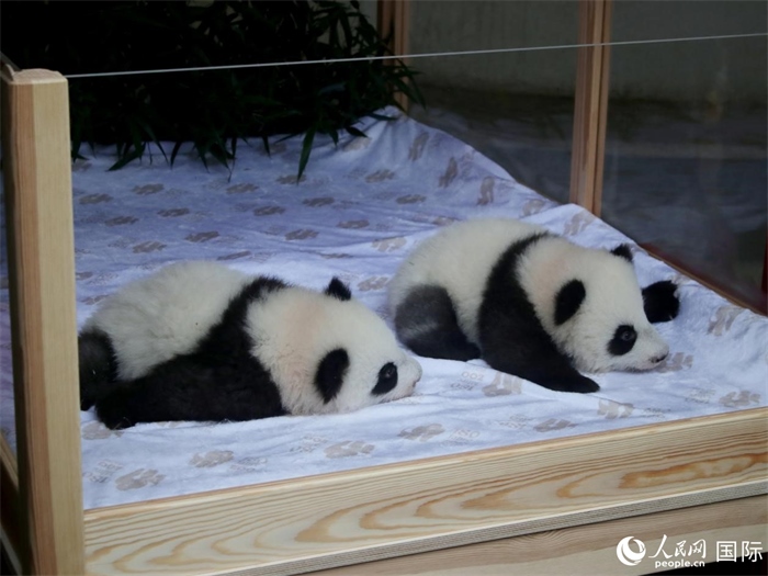 柏林動物園的明星“夢好”與“夢甜”。人民網(wǎng) 肖晶攝