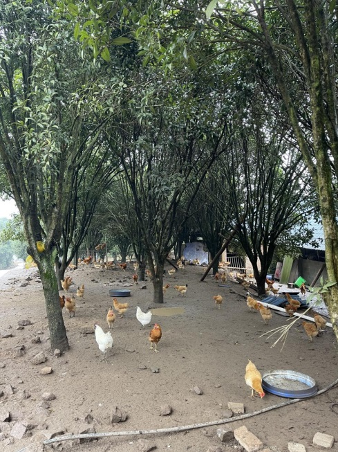 桂花林里的桂飛雞。劉軍國攝