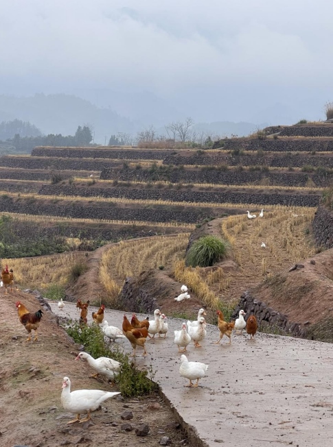 樨鄉(xiāng)記生態(tài)農(nóng)莊一隅。劉軍國攝