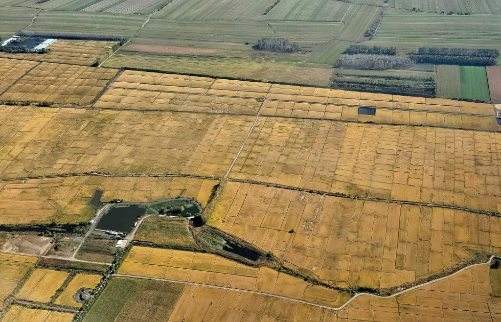 俯瞰黑龍江省哈爾濱市一處稻田（10月2日攝，無人機(jī)照片）。新華社記者 孫曉宇 攝