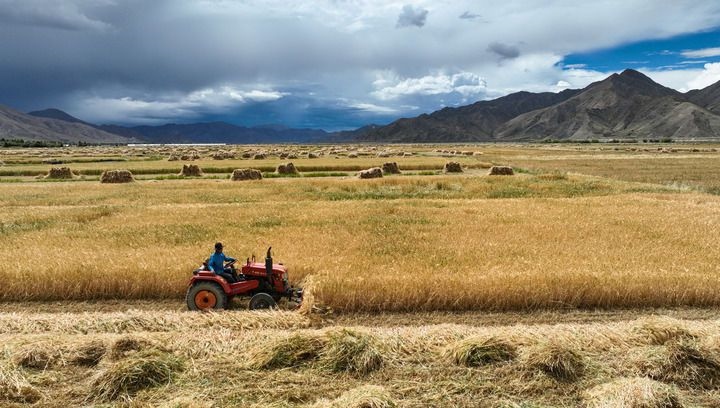 2024年9月10日在西藏日喀則市白朗縣巴扎鄉(xiāng)拍攝的秋收?qǐng)鼍埃o(wú)人機(jī)照片）。新華社記者 晉美多吉 攝