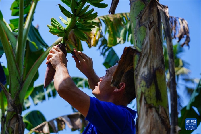 12月23日，中國(guó)熱帶農(nóng)業(yè)科學(xué)院專家趙增賢在斯里蘭卡馬坎杜拉為當(dāng)?shù)剞r(nóng)戶做技術(shù)示范。新華社記者 陳冬書 攝