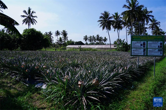 這是12月23日在斯里蘭卡馬坎杜拉拍攝的中國(guó)技術(shù)試驗(yàn)田菠蘿田。新華社記者 陳冬書 攝