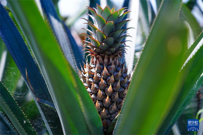 這是12月23日在斯里蘭卡馬坎杜拉拍攝的中國(guó)技術(shù)試驗(yàn)田里的菠蘿。新華社記者 陳冬書 攝