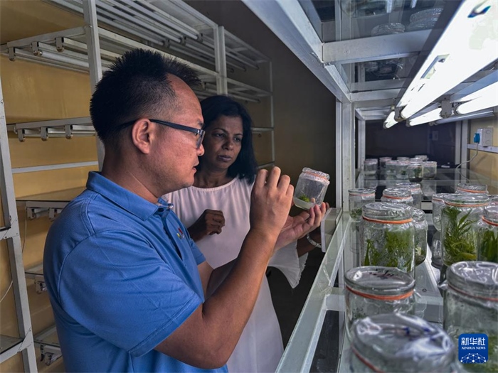 12月23日，在斯里蘭卡馬坎杜拉，中國(guó)專家與斯里蘭卡馬坎杜拉可持續(xù)農(nóng)業(yè)與發(fā)展研究中心主任達(dá)莎妮·賈亞曼納交流。新華社發(fā)（中國(guó)、聯(lián)合國(guó)糧農(nóng)組織與斯里蘭卡南南合作項(xiàng)目專家組供圖）