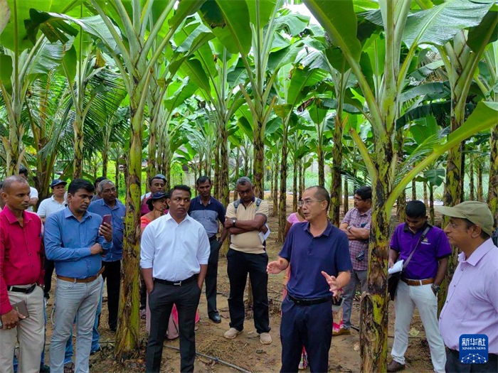 10月10日，在斯里蘭卡霍勒訥的一處香蕉示范基地，中國(guó)、聯(lián)合國(guó)糧農(nóng)組織與斯里蘭卡南南合作項(xiàng)目中國(guó)專家組組長(zhǎng)孫德權(quán)為當(dāng)?shù)剞r(nóng)民進(jìn)行技術(shù)培訓(xùn)。新華社發(fā)（中國(guó)、聯(lián)合國(guó)糧農(nóng)組織與斯里蘭卡南南合作項(xiàng)目專家組供圖）