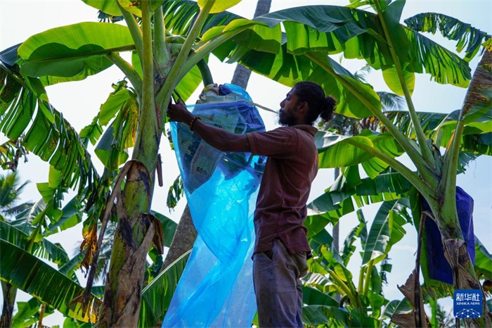 12月23日，在斯里蘭卡馬坎杜拉，農(nóng)民在香蕉試驗(yàn)田里學(xué)習(xí)套袋技術(shù)。新華社記者 陳冬書 攝