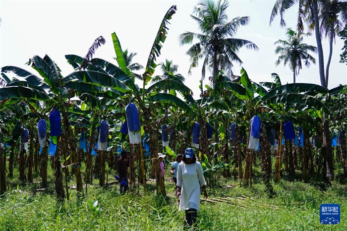 12月23日，在斯里蘭卡馬坎杜拉，農(nóng)民走過中國(guó)技術(shù)試驗(yàn)田香蕉田。新華社記者 陳冬書 攝