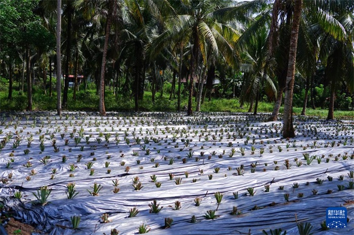 這是12月23日在斯里蘭卡馬坎杜拉拍攝的農(nóng)民里尚·普爾納的菠蘿田。新華社記者 陳冬書 攝