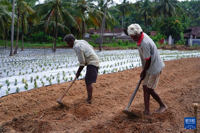 12月23日，斯里蘭卡馬坎杜拉的農(nóng)民在菠蘿田地里勞作。新華社記者 陳冬書 攝