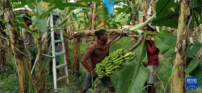 12月28日，在斯里蘭卡馬坎杜拉，當(dāng)?shù)剞r(nóng)民收獲香蕉。新華社發(fā)（中國(guó)、聯(lián)合國(guó)糧農(nóng)組織與斯里蘭卡南南合作項(xiàng)目專家組供圖）