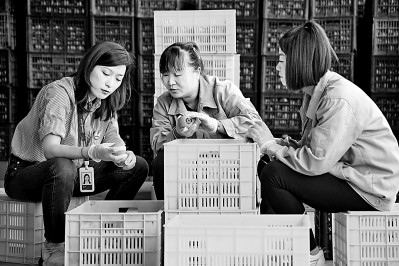 為拓展柿子產(chǎn)業(yè)發(fā)展新途徑，在陜西富平淡村鎮(zhèn)，歸國(guó)留學(xué)生王薇參與創(chuàng)建了一座柿酒酒莊。新華社發(fā)