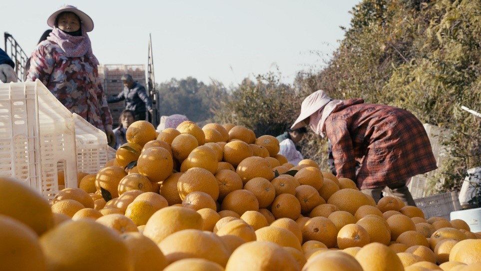 贛南臍橙喜獲豐收。人民網(wǎng)記者 張力洋攝