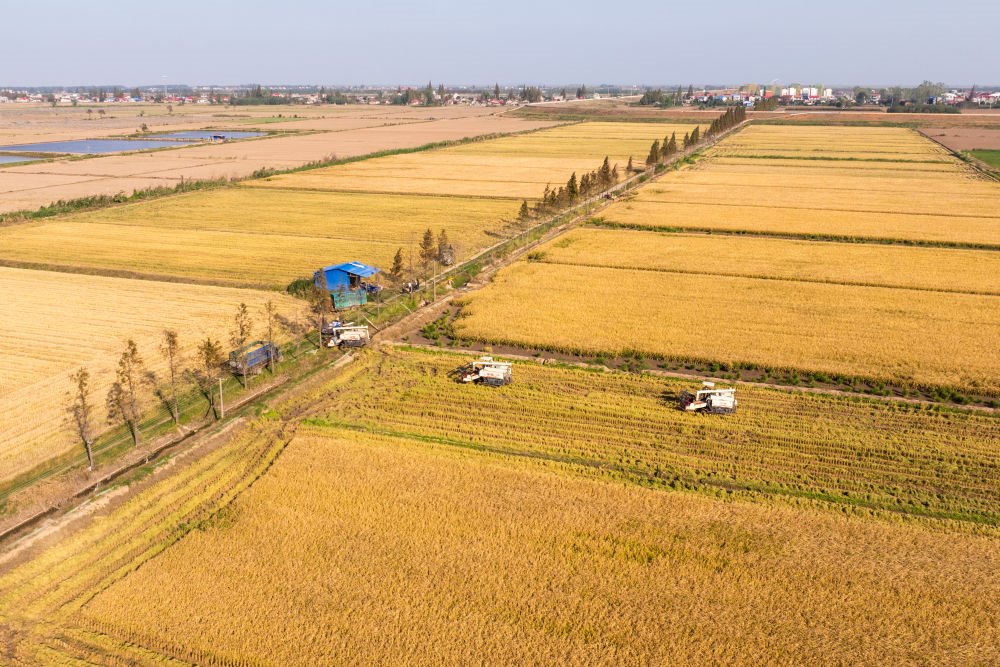 2024年11月1日，在湖南華容縣團(tuán)洲垸，村民駕駛收割機(jī)收獲水稻（無(wú)人機(jī)照片）。新華社記者陳思汗 攝