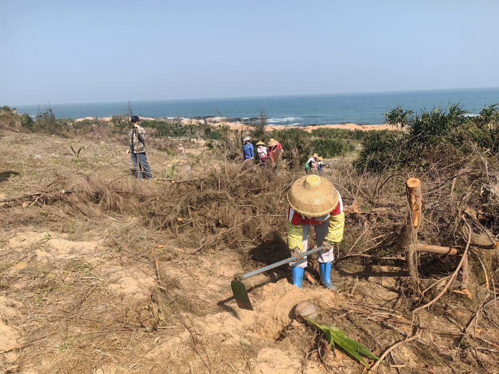2025年1月19日，在海南文昌市，工人正在修復(fù)海岸防風(fēng)林。新華社記者吳茂輝 攝