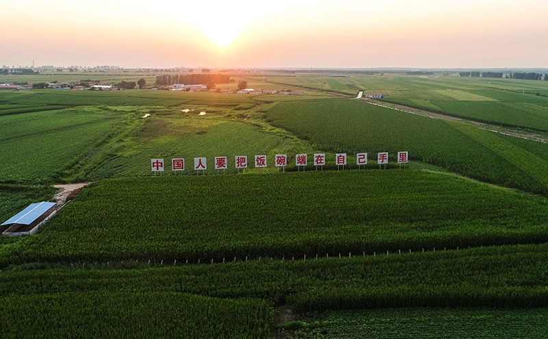 2020年7月23日拍攝的吉林省梨樹(shù)縣國(guó)家百萬(wàn)畝綠色食品原料（玉米）標(biāo)準(zhǔn)化生產(chǎn)基地核心示范區(qū)（無(wú)人機(jī)照片）。新華社記者 許暢 攝