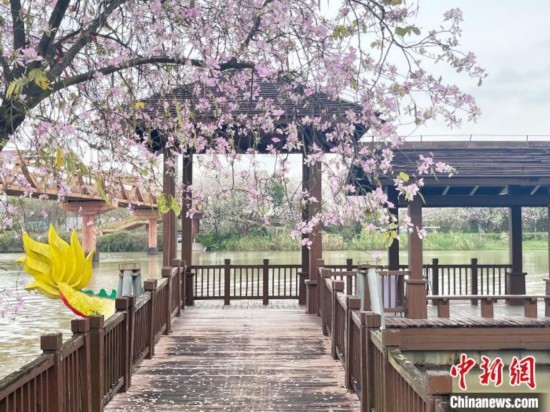 3月7日，廣州海珠國家濕地公園宮粉紫荊花海吸引游人。中新社記者 許青青 攝
