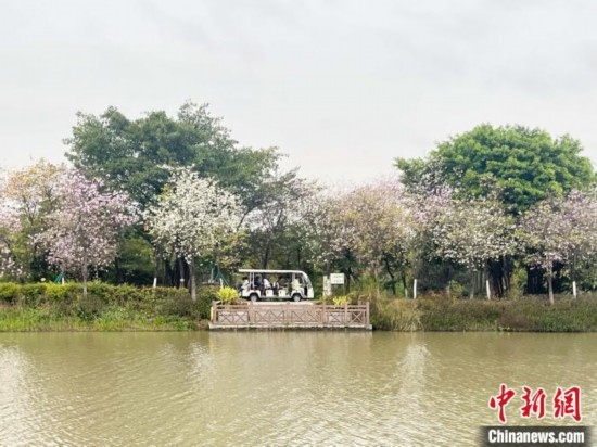 3月7日，廣州海珠國家濕地公園宮粉紫荊花海吸引游人。中新社記者 許青青 攝