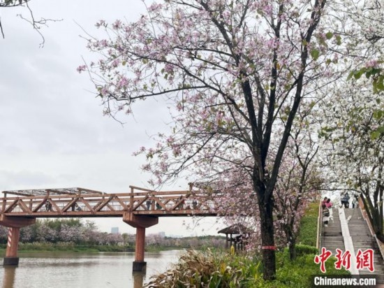 3月7日，廣州海珠國家濕地公園宮粉紫荊花海吸引游人。中新社記者 許青青 攝
