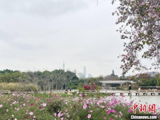 每年三月，廣州海珠國家濕地公園迎來最具標(biāo)志性的景觀之一——宮粉紫荊花海，公園內(nèi)的石榴崗河沿岸兩側(cè)，數(shù)千株宮粉紫荊綿延3.2公里，粉紅與粉白的花朵交織如云，頗為浪漫。據(jù)悉，宮粉紫荊因其耐濕性強、花期長的特性，是廣州海珠國家濕地公園生態(tài)修復(fù)的優(yōu)選樹種。近年來通過科學(xué)管養(yǎng)，花量相較往年明顯增加，盛花期持續(xù)近一個月時間，預(yù)計浪漫景致將延續(xù)至清明前。圖為3月7日，廣州海珠國家濕地公園宮粉紫荊花海吸引游人。中新社記者 許青青 攝