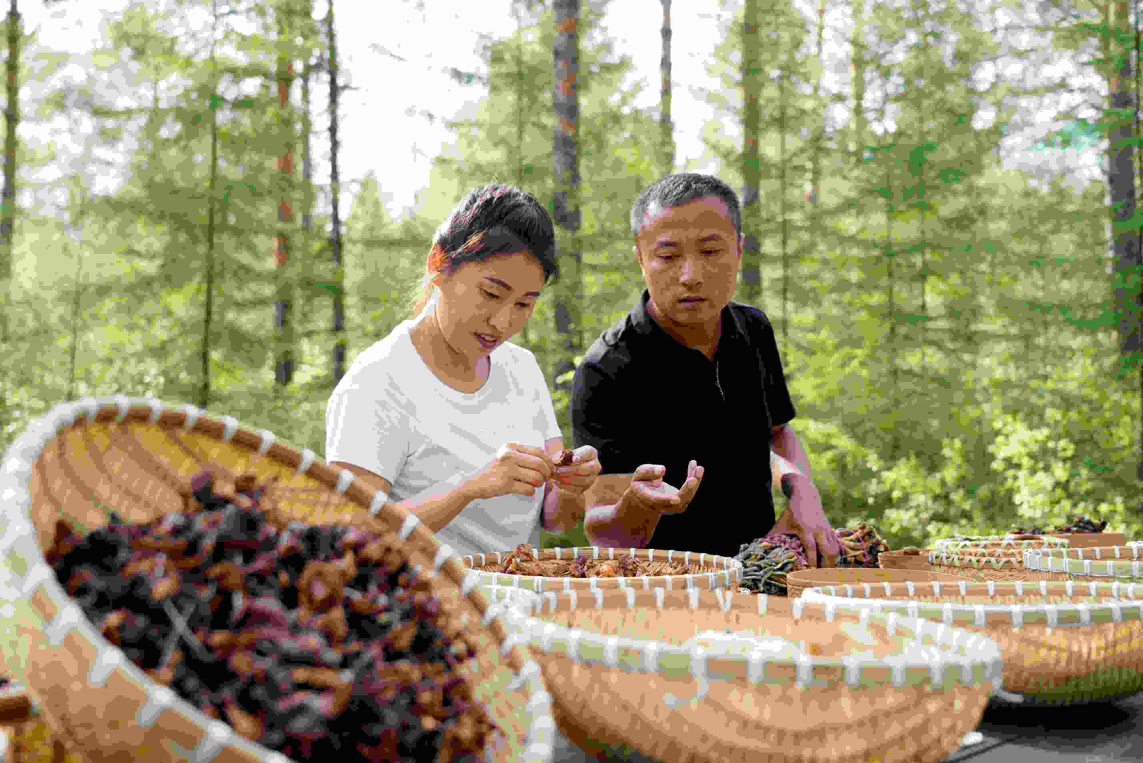 2024年8月6日，黑龍江漠河林場員工正在分揀采集來的林下產(chǎn)品。