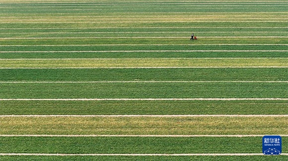 3月14日，在菏澤市鄆城縣潘渡鎮(zhèn)，農(nóng)民在麥田里施肥（無(wú)人機(jī)照片）。
