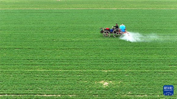 3月14日，在菏澤市鄆城縣郭屯鎮(zhèn)，農(nóng)民在麥田里噴灑除草劑（無(wú)人機(jī)照片）。