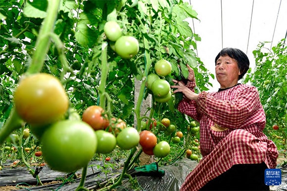 3月13日，在菏澤市鄆城縣張營(yíng)街道，農(nóng)民在設(shè)施大棚里打理西紅柿。