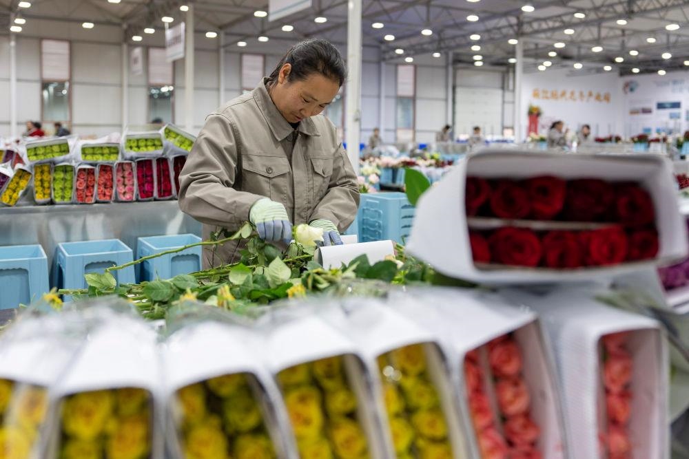 △近日，工作人員在云南麗江現(xiàn)代花卉產(chǎn)業(yè)園包裝鮮花。