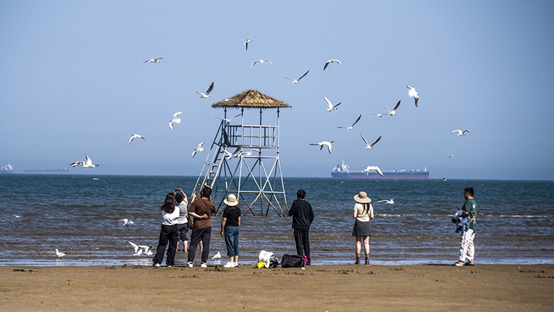 2024年5月12日，河北秦皇島，北戴河鴿子窩公園成群海鷗在天空中自由翱翔，與大海、藍(lán)天構(gòu)成了一幅美麗的畫卷。