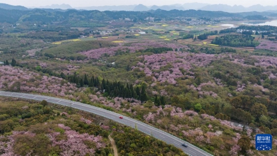清鎮(zhèn)市紅楓湖鎮(zhèn)右二村旁的道路與花海相映（4月5日攝，無人機(jī)照片）。