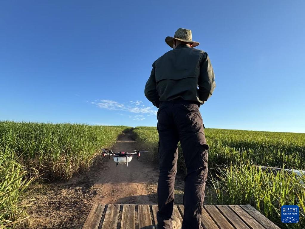 3月25日，在南非夸祖魯-納塔爾省的方廷希爾莊園，飛手操縱無人機為甘蔗林噴灑藥劑。新華社記者 白舸 攝