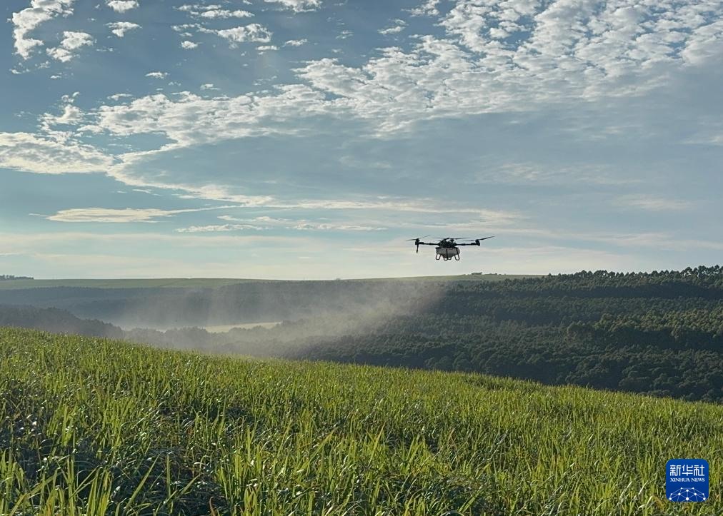 3月25日，在南非夸祖魯-納塔爾省的方廷希爾莊園，中國農(nóng)用無人機為甘蔗林噴灑殺菌劑。新華社記者 白舸 攝