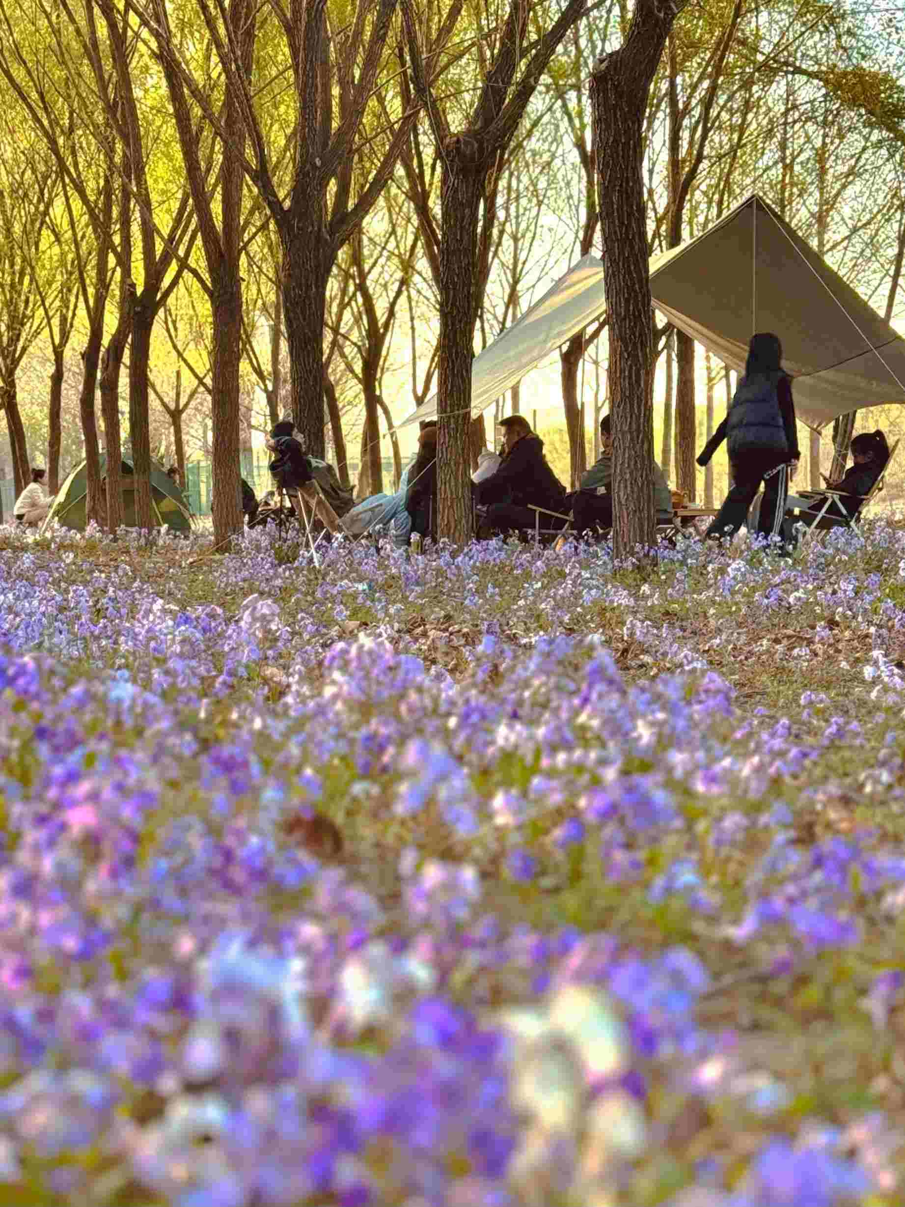 清明假期期間，范女士一家在北京溫榆河邊露營。受訪者供圖