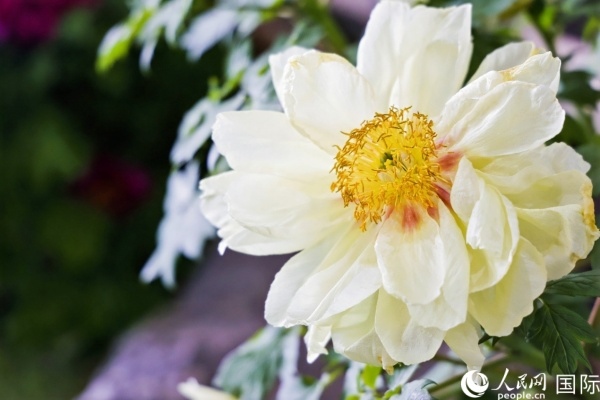 洛陽(yáng)國(guó)家牡丹園牡丹盛開(kāi)。 人民網(wǎng)記者 魯揚(yáng)攝