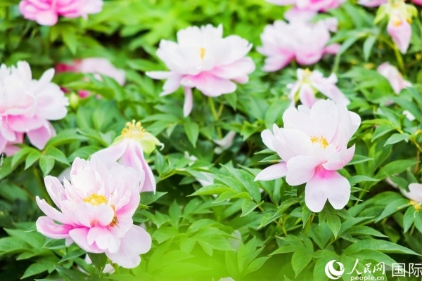 洛陽(yáng)國(guó)家牡丹園牡丹盛開(kāi)。 人民網(wǎng)記者 魯揚(yáng)攝