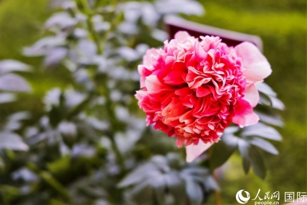 洛陽(yáng)國(guó)家牡丹園牡丹盛開(kāi)。 人民網(wǎng)記者 魯揚(yáng)攝